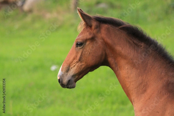 Obraz Fohlenportrait
