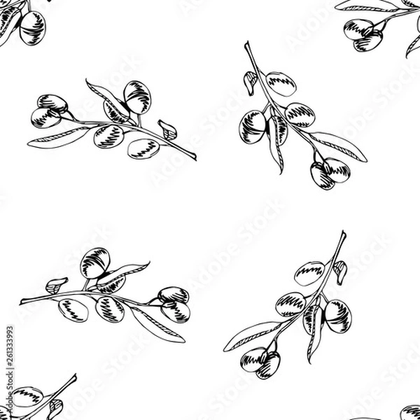 Obraz olive branch vector sketch