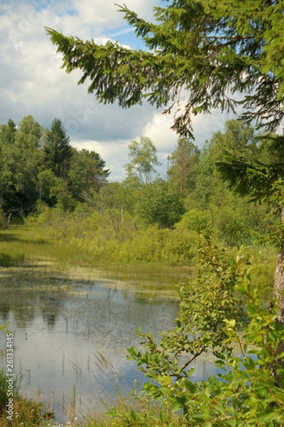 Obraz Landscape with forest lake