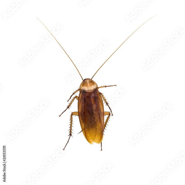 Obraz Cockroach isolated on a white background.