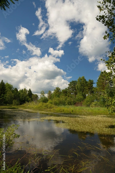 Obraz Landscape with forest lake