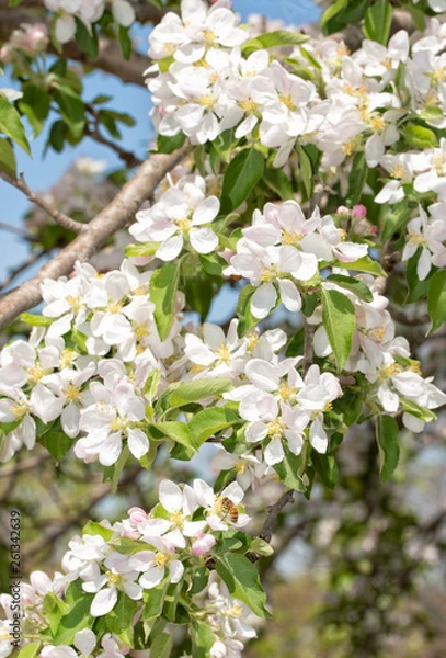 Fototapeta Apple tree branches covered in flowers in spring