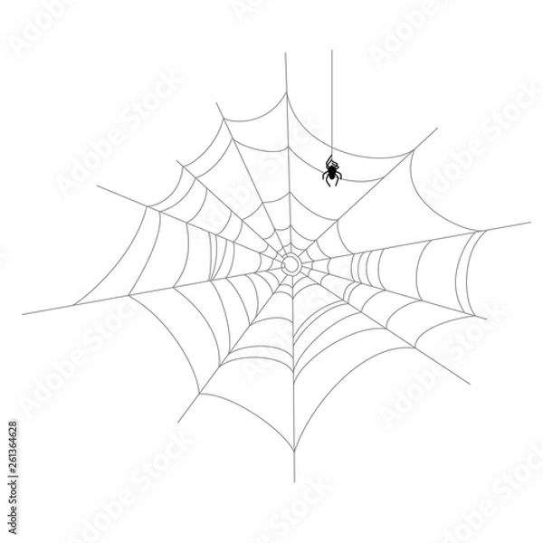 Fototapeta Old torn and crooked web with spider