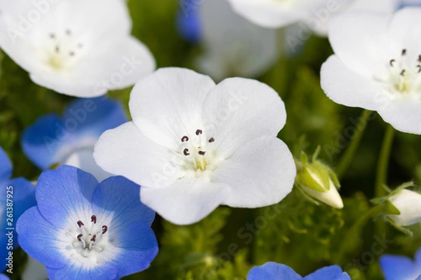 Fototapeta ネモフィラ