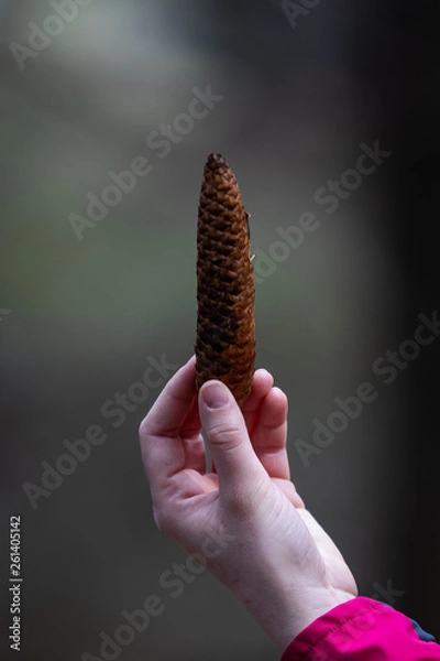Fototapeta Tannenzapfen in einer Hand