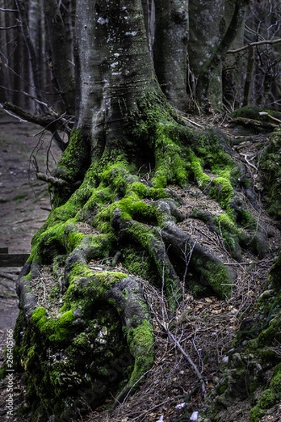 Obraz Moos bewachsener Baumstamm