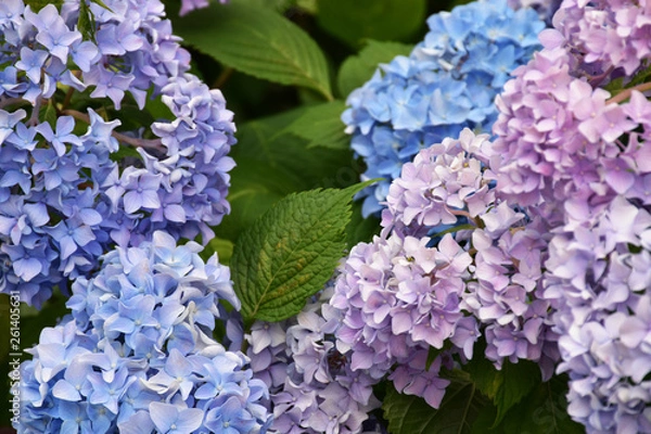 Fototapeta アジサイ