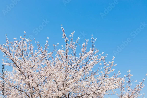 Fototapeta 快晴の桜
