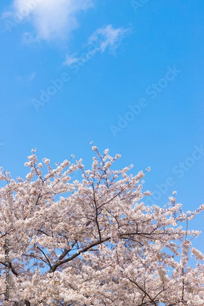 Fototapeta 快晴の桜