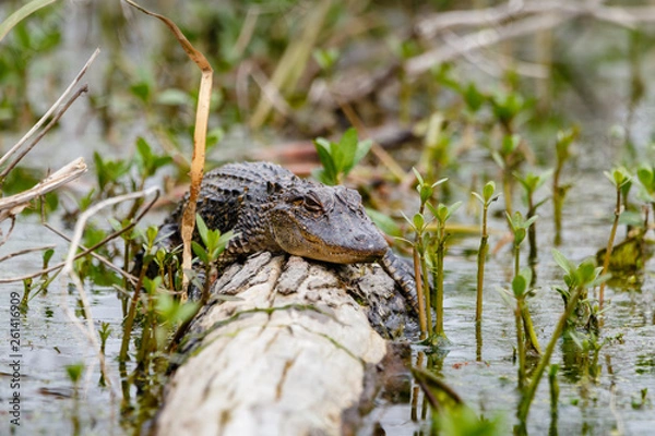 Obraz American Alligator