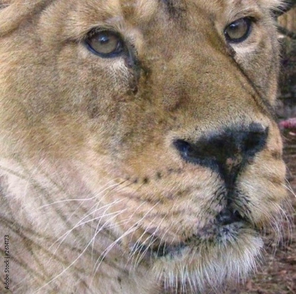 Obraz lioness