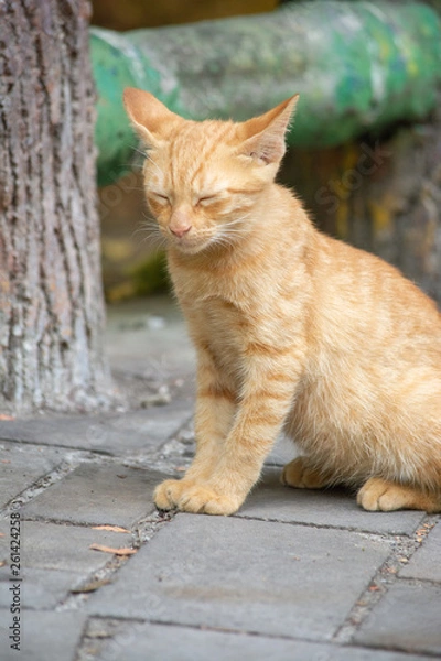 Fototapeta なごみ猫