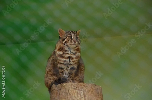 Fototapeta イリオモテヤマネコ