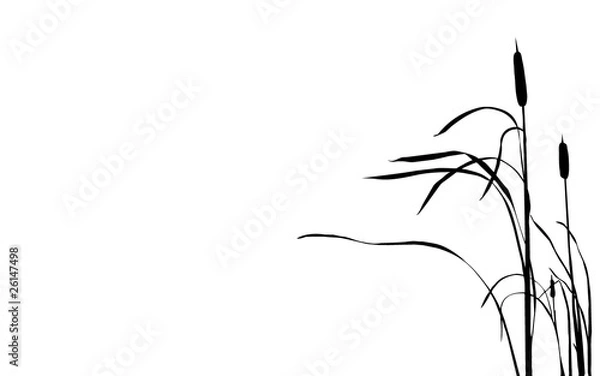 Obraz illustration bulrush on white background
