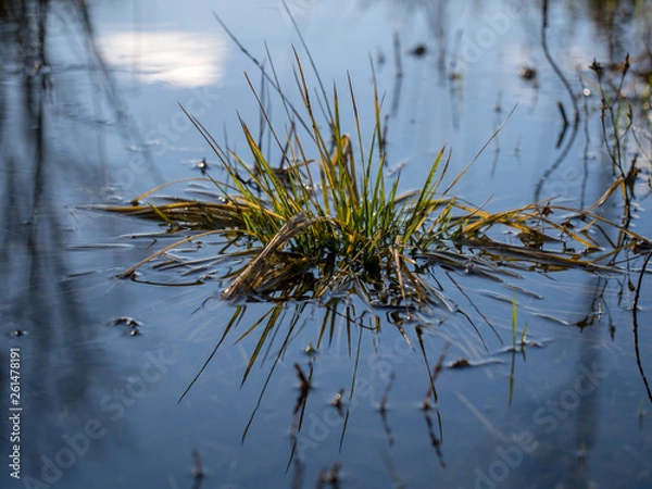 Obraz Gräser im Wasser