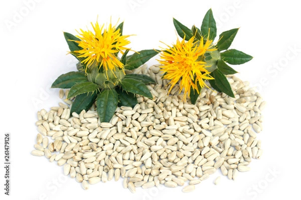 Obraz Safflower seeds. Carthamus tinctorius.