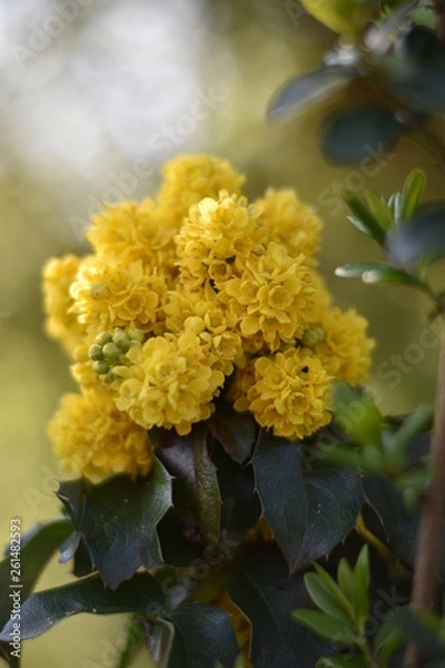 Obraz Blühende Mahonie (Mahonia)
