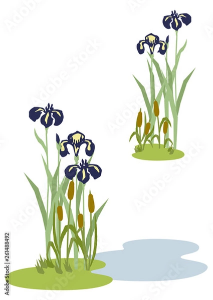 Fototapeta  端午の節句のイメージ。菖蒲の花。 日本の季節のイラスト。 こどもの日のイラスト素材。