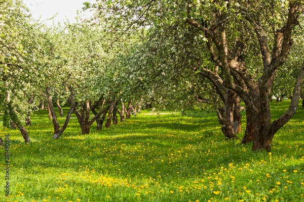 Obraz Garden of fruit trees in the spring in Kolomenskoye,Moscow,Russia. The picturesque garden. Beautiful Park. A bright Sunny day. The trees in the forest