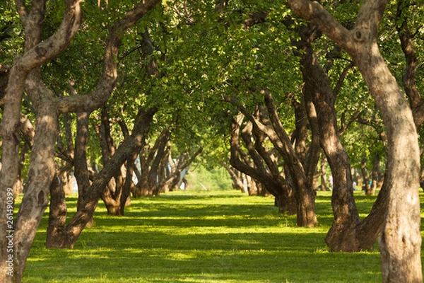 Obraz Garden of fruit trees in the spring in Kolomenskoye,Moscow,Russia. The picturesque garden. Beautiful Park. A bright Sunny day. The trees in the forest