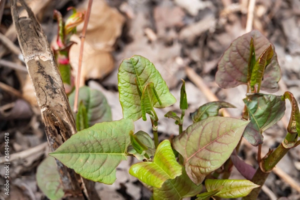 Obraz Japanese Knotweed Sprouting in Springtime