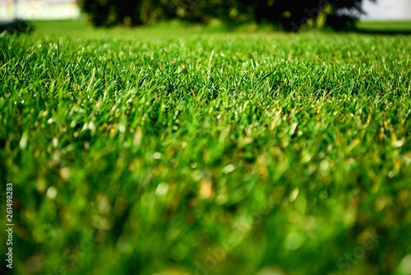 Fototapeta green grass