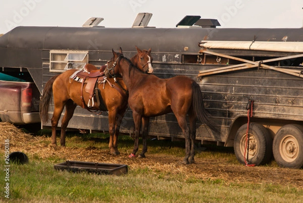 Fototapeta Two horses nuzzling in front of their trailer at the fairground