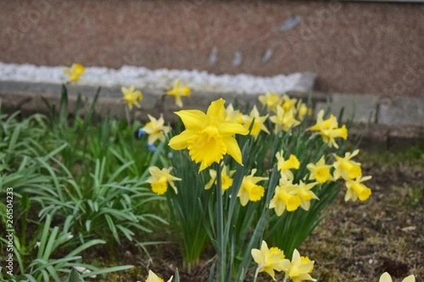 Fototapeta Beautiful Flower