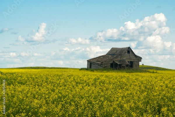 Fototapeta An abandoned house in a field of yellow canola flowers