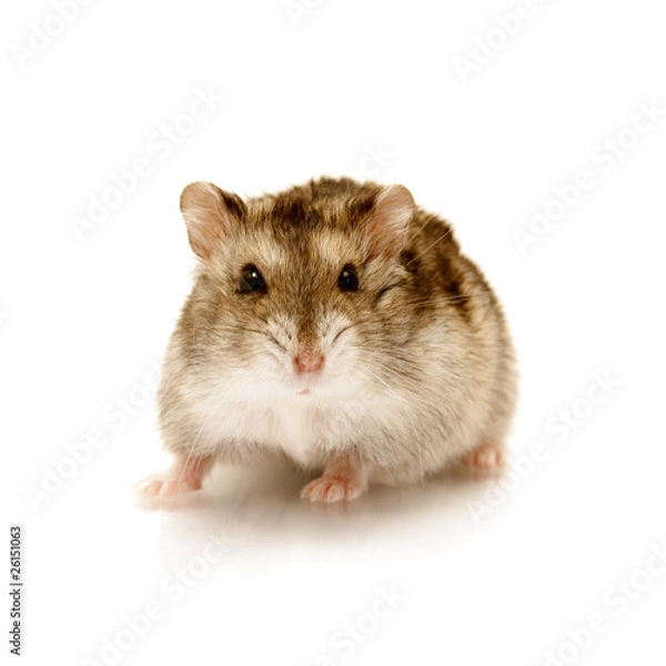 Obraz hamster