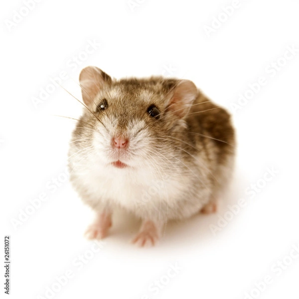 Obraz hamster