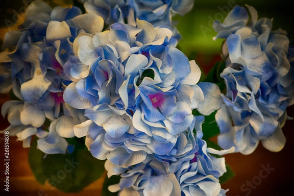 Obraz Hydrangea flowers