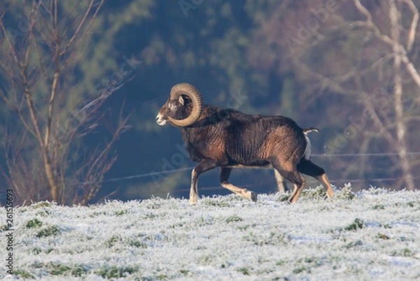 Obraz Mufflon Widder
