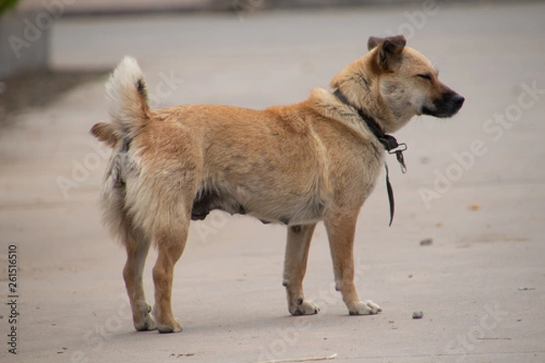 Fototapeta dog on the beach