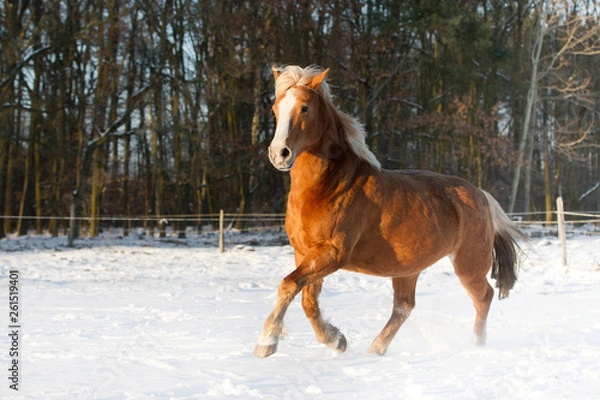 Fototapeta Pferd Haflinger im Schnee