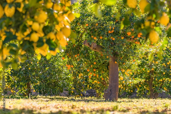 Obraz Paradiesgarten in Soller