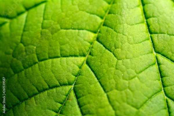 Obraz Blatt in Makroaufnahme