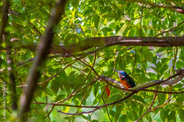 Obraz 都市公園に生息するカワセミ