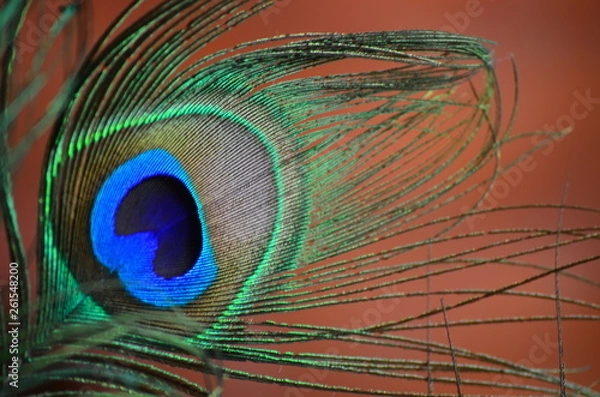 Obraz Peacock (Pavo cristatus)