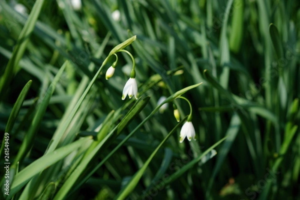 Obraz スズラン亜科