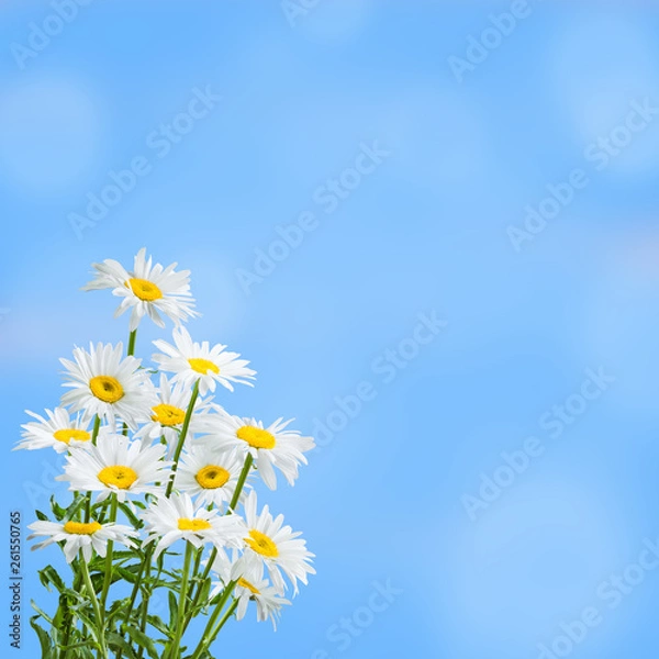 Fototapeta Sprind floral background for design