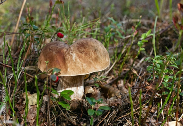 Fototapeta Wonderful mushroom