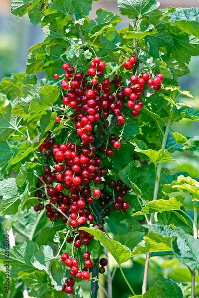 Fototapeta Juicy red currant branch