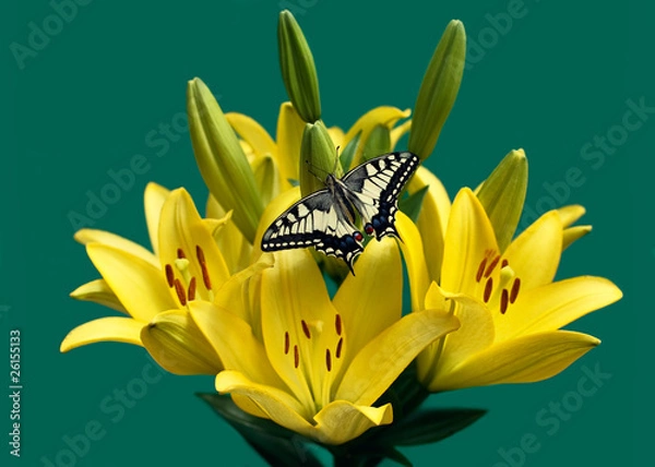 Obraz Lilie's Swallowtail on green
