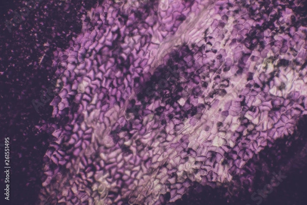 Obraz virale welt der kleinen dinge