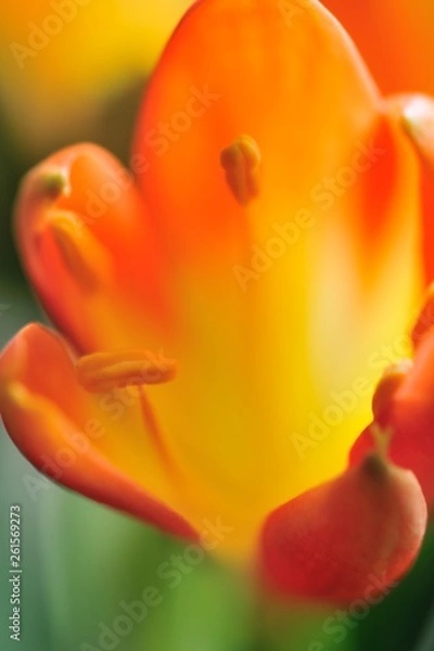 Fototapeta 君子蘭の花