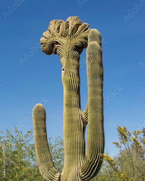 Obraz crested saguaro