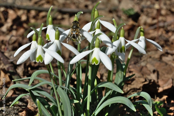 Obraz Schneeglöckchen mit Biene im Frühling