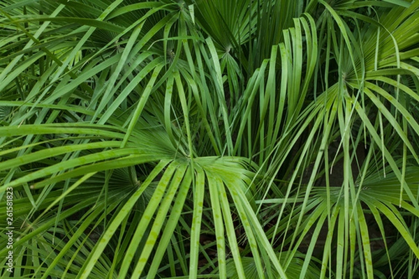 Obraz view palm leaves in a natural environment