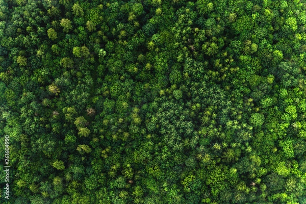 Obraz Top view of the area green forest. Nature texture